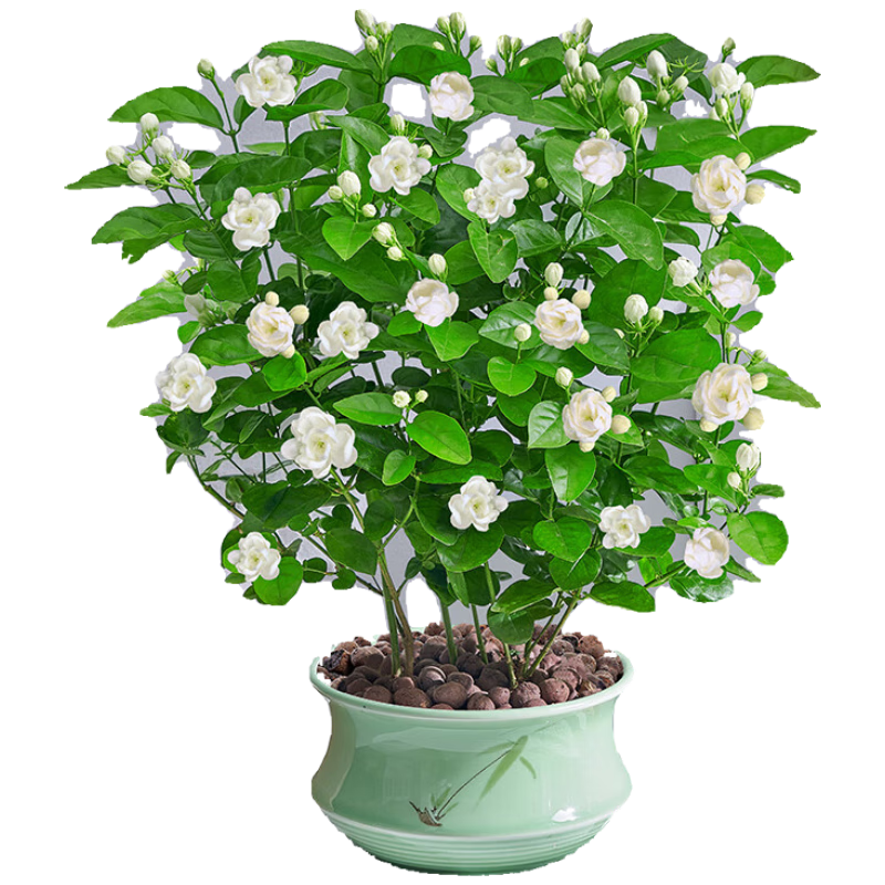 景郁春 JIRYUCUR 茉莉花盆栽帶花苞 濃香型花卉植物桌 青瓷盆 源頭直發(fā)