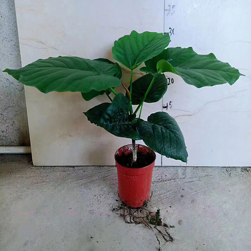 醉春木日本网红爱心榕心叶榕伞榕室内阳台观叶植物ins网红植物 日本
