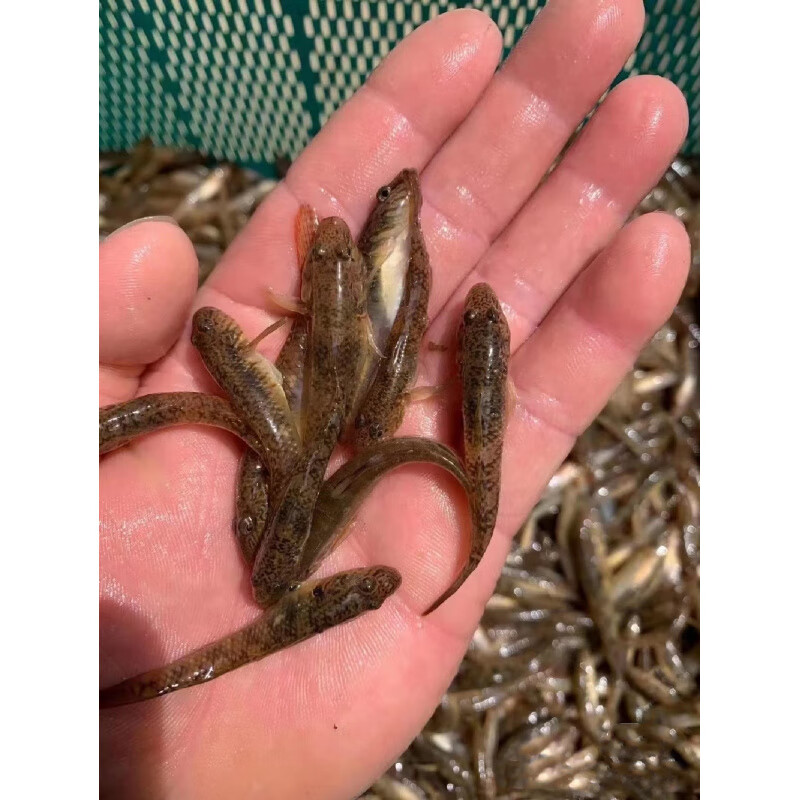 胖东来同款品质生态年鱼新鲜顺丰生态山根鱼沙里趴新鲜趴地虎沙丁 1斤