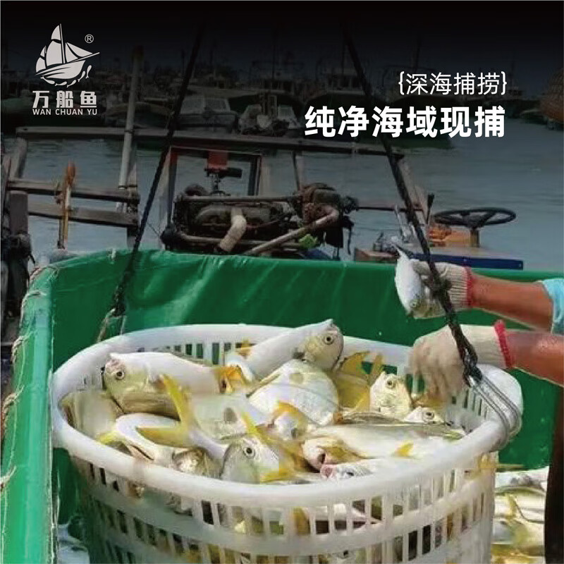 万船鱼北海金鲳鱼新鲜深海鱼急速冷冻锁鲜特大金昌鱼更健康独立包装 【约500克*2条】金鲳鱼净重 无冰衣