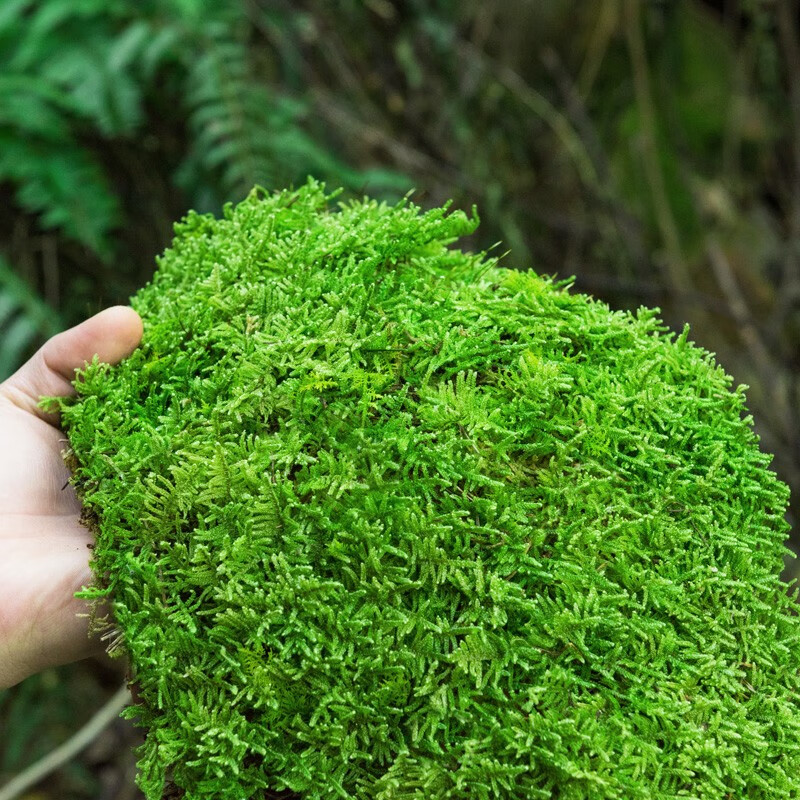 梓乐果鲜活苔藓微景观植物盆景盆栽水陆缸假山草造景材料白发藓短绒