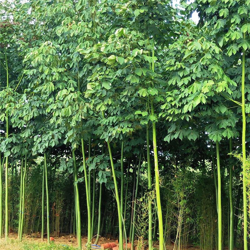 枫麦萱青桐树苗中国梧桐树庭院行道遮阳大型速生工程绿化用苗耐寒风景