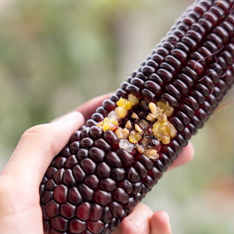 xywlkj水果姑娘|黑糯玉米皮脆肉糯含丰富花青素软糯又香甜颗粒饱满