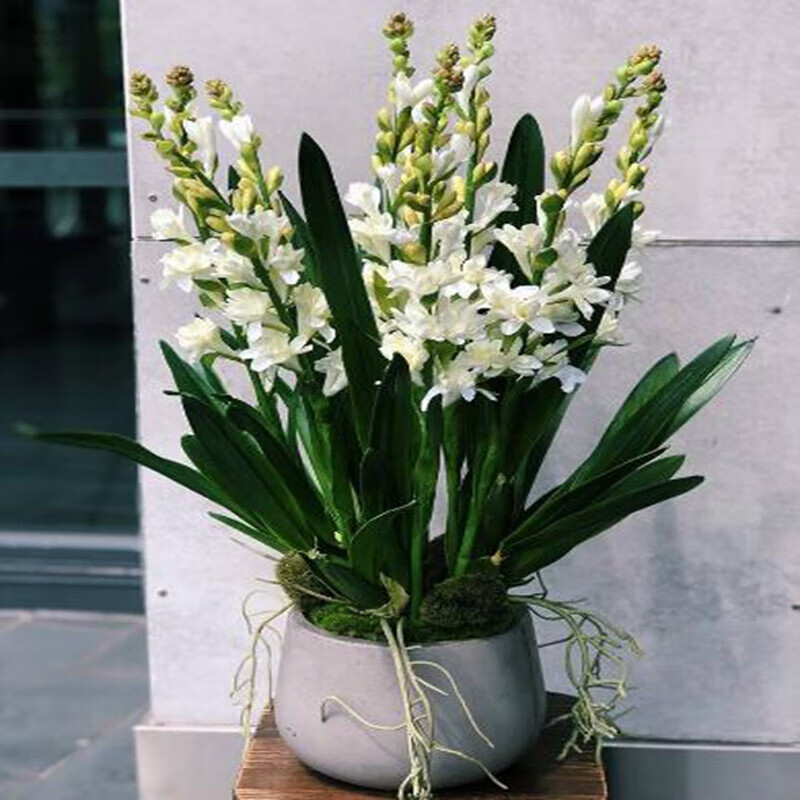 姒桀晚香玉盆栽种球庭院浓香型鲜切花卉植物 【晚香玉小球】随机色 不