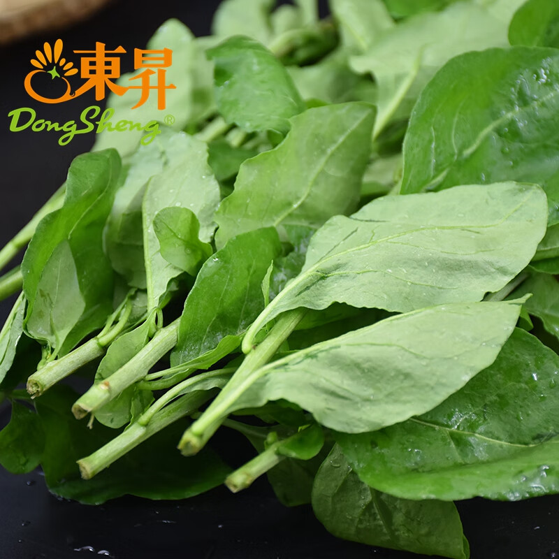 东升枸杞叶 400g新鲜四季食用嫩叶子农产品新鲜蔬菜带枝