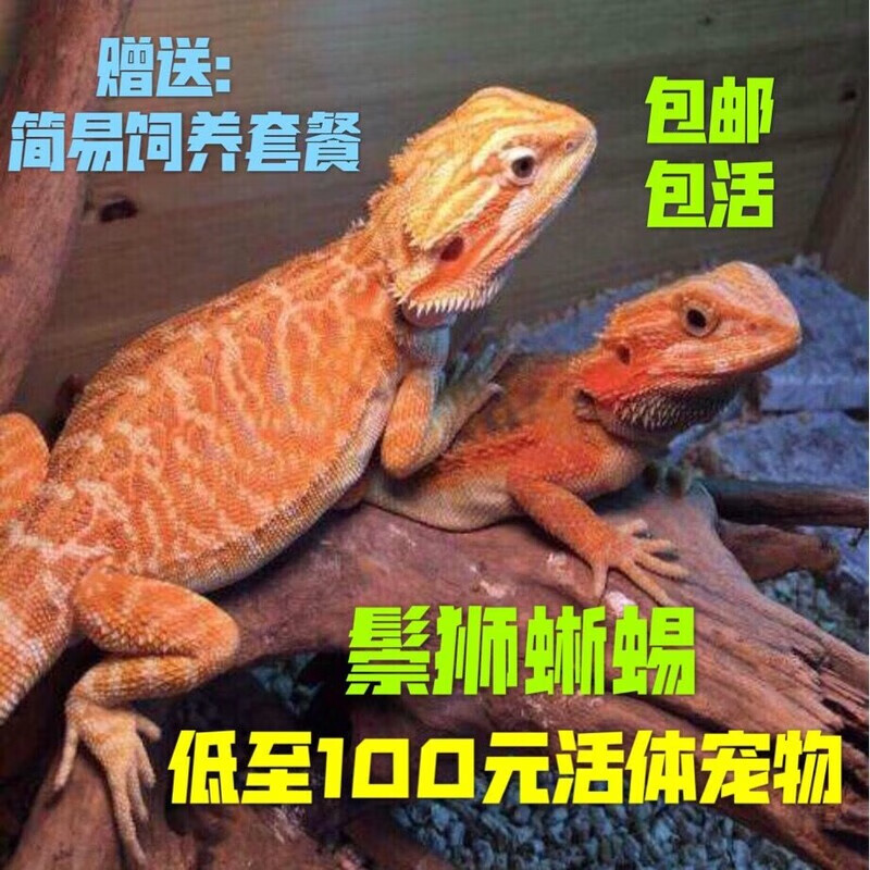 鬃狮蜥蜴活体鬃狮巨型蜥蜴异宠物超大个体蜥蜴蜥人工繁殖玩爬宠 瑕疵