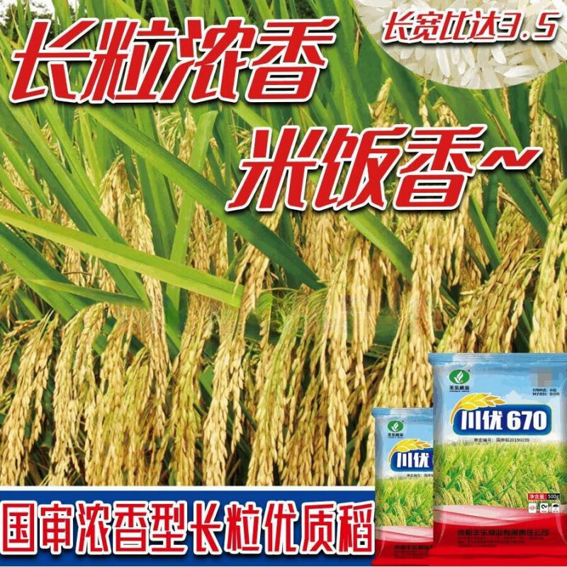 川优670杂交香米水稻种子长粒香米水稻种国审杂交水稻种谷种 川优670