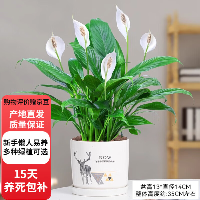 欧芽  一帆风顺白掌盆栽绿萝花卉植物室内花水培绿植好养发财树 特级白掌10-12株(麋鹿陶瓷盆)