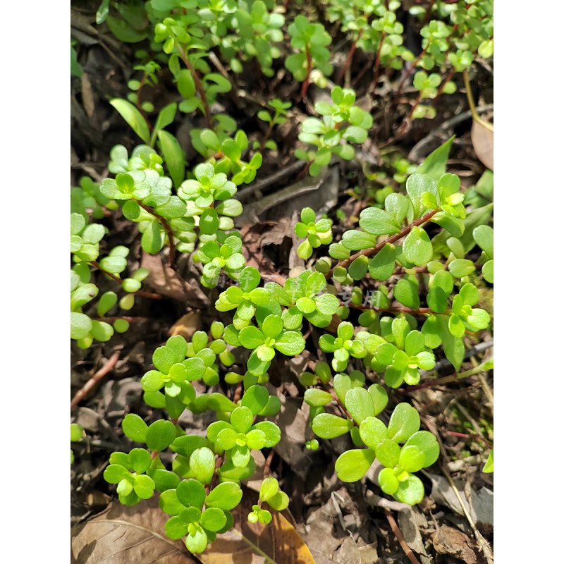 荣郁 凹叶景天自然生长石马苋石雀还阳多肉植物苗种盆栽造景花卉 裸根
