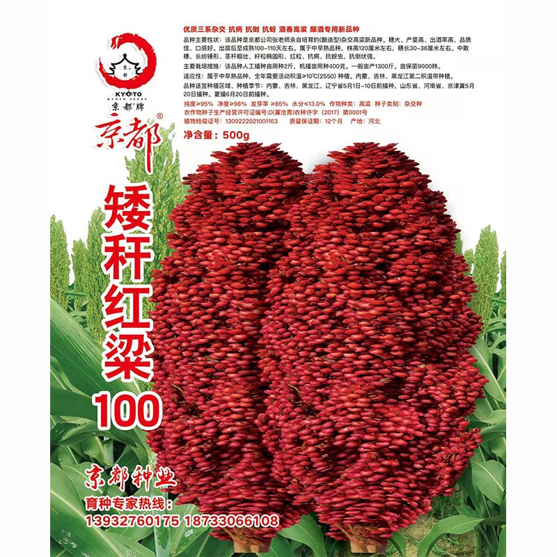 禾之润京都矮杆红粮矮杆酒糯高粱红高粱种子早熟东北酿酒高粱籽抗病抗