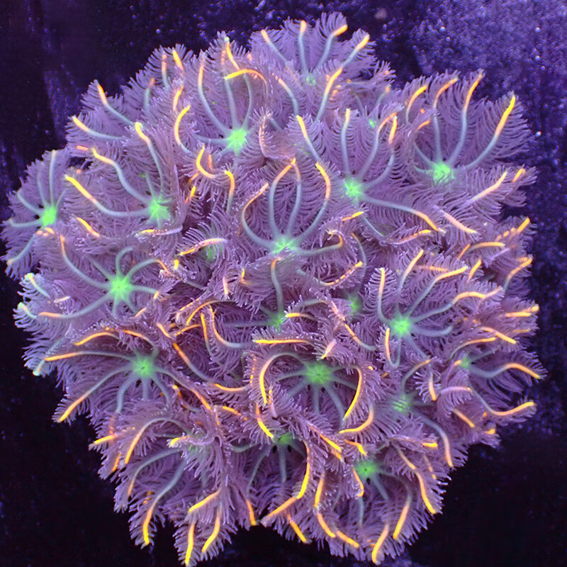 大手星花绿芯金边大手心花珊瑚手星花珊瑚海水宠物活体生物已检疫 1