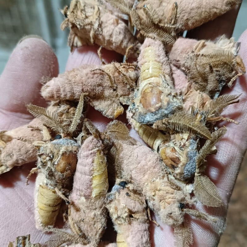 味巴哥(weibage)东北特产雄蚕蛾 带蛾毛雄蚕蛾 脱毛雄蚕蛾 活体速冻
