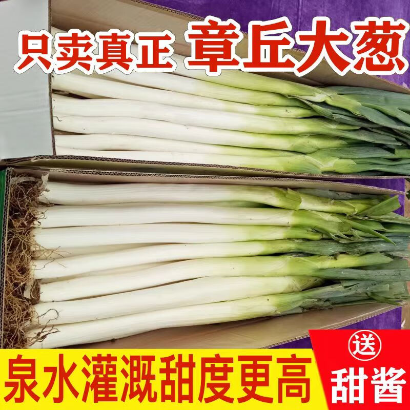 风筝王章丘大葱 生鲜山东特产大葱脆嫩爽口山东章丘蔬菜甜葱 送甜酱 章丘大葱9斤
