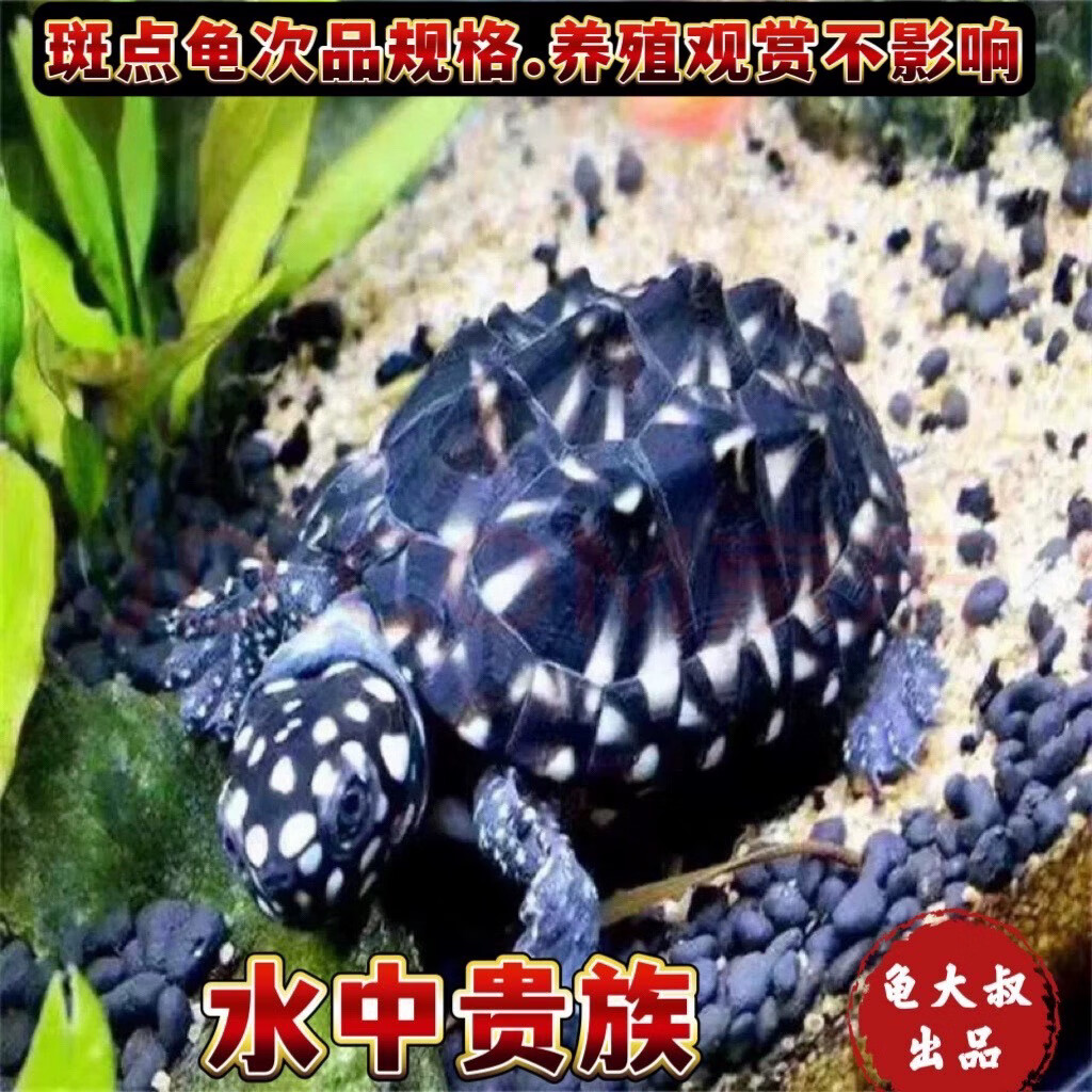 斑点龟苗黑池龟斑点苗满天星深水龟黄头侧颈龟宠物龟观赏龟鱼缸龟