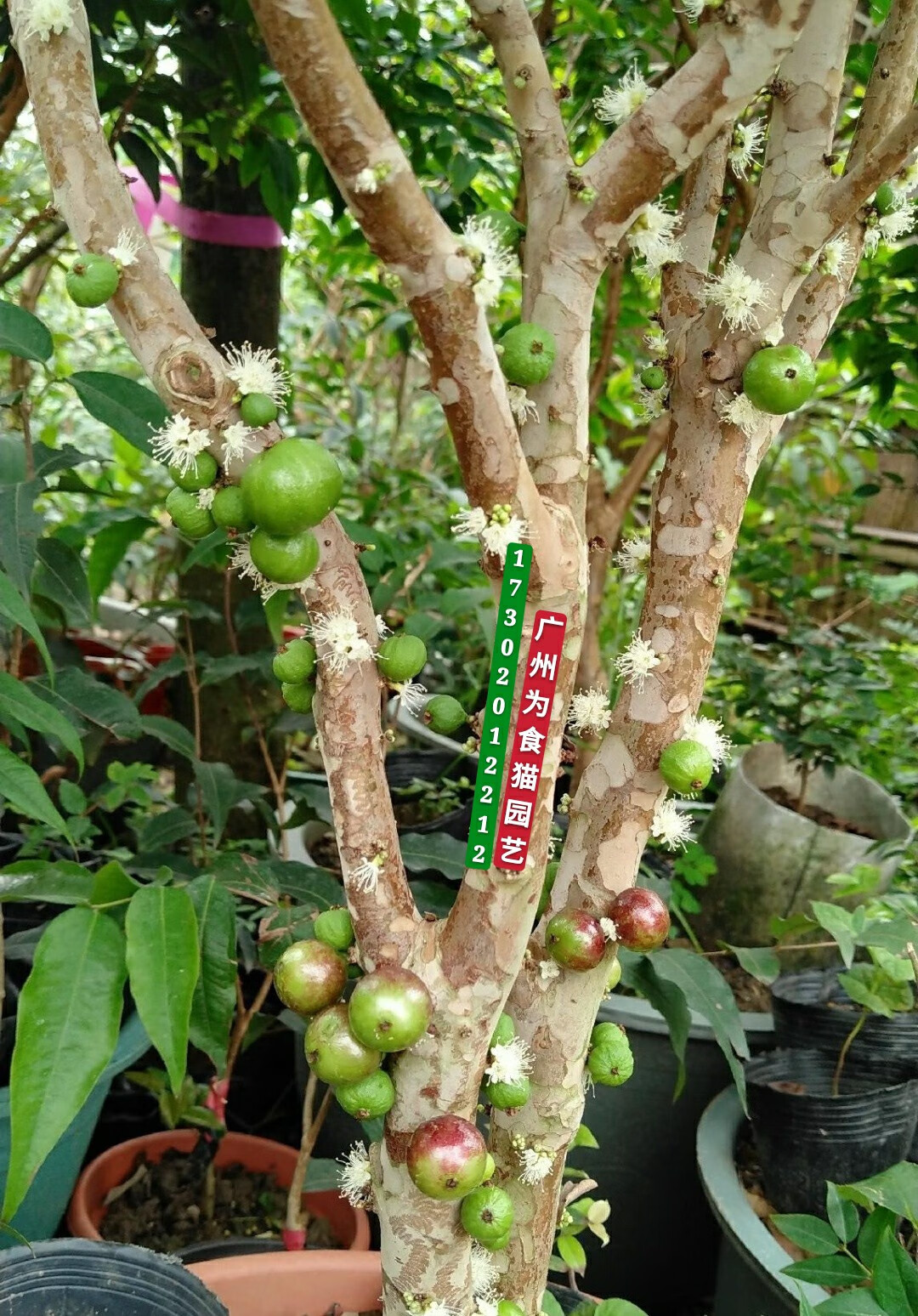 广东四季早生红妃嘉宝果苗嫁接艾斯卡嘉宝果树苗树葡萄苗当年结果 四