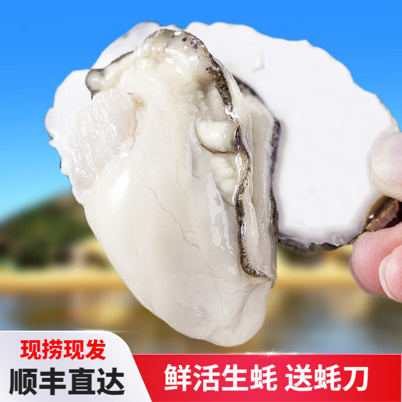 京东贝类价格走势怎么看|贝类价格比较