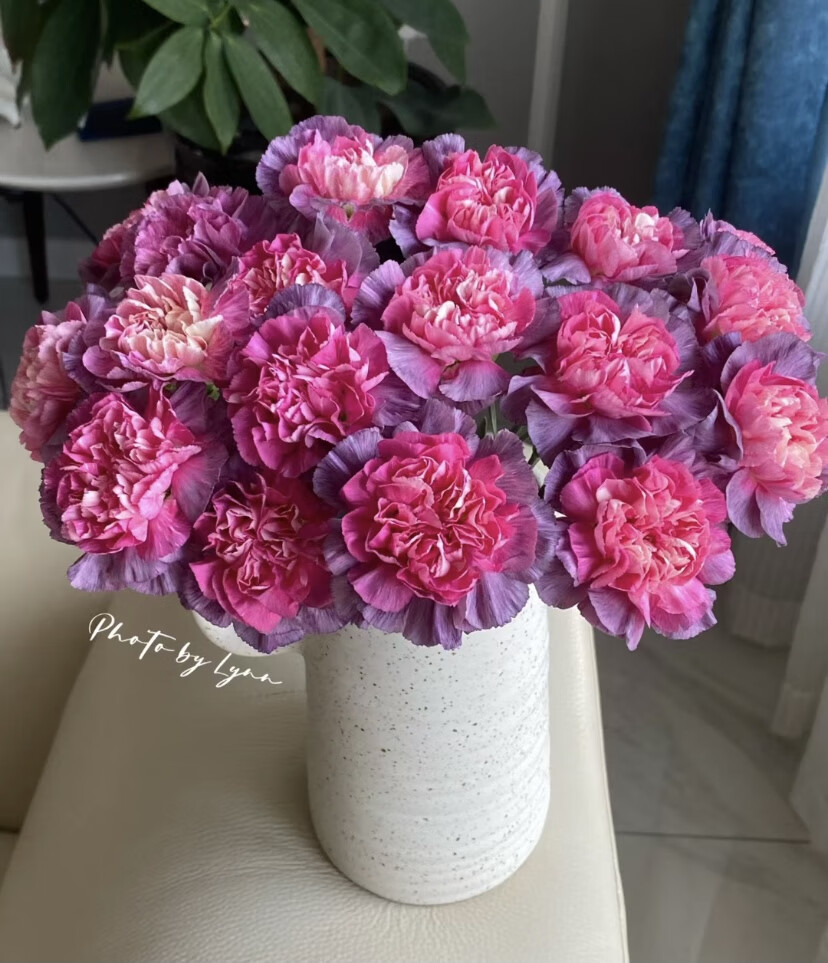 康乃馨鲜花一支【野马20支】一单不发货任意两单发顺丰 野马 康乃馨20