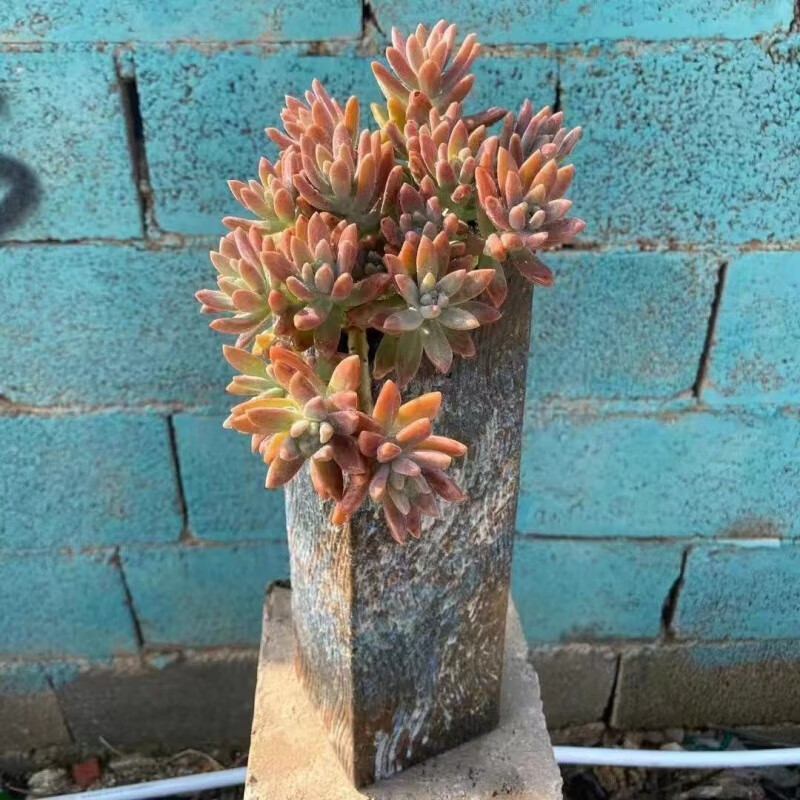 clcey超大秋丽多肉悬崖老桩植物群生整桩皮实好养耐寒庭院阳台基地发