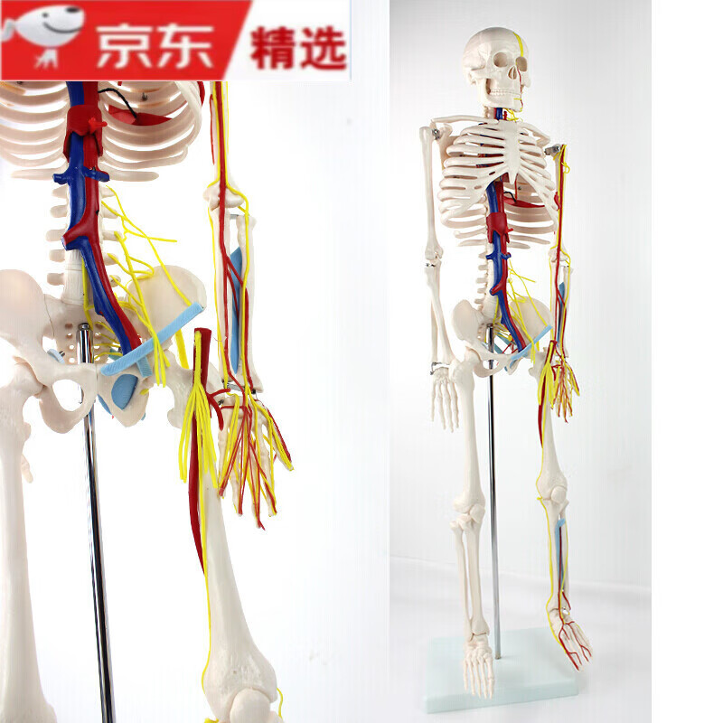 医学85CM人体骨骼心脏血管神经模型小针刀人体骨骼模型体器官展体