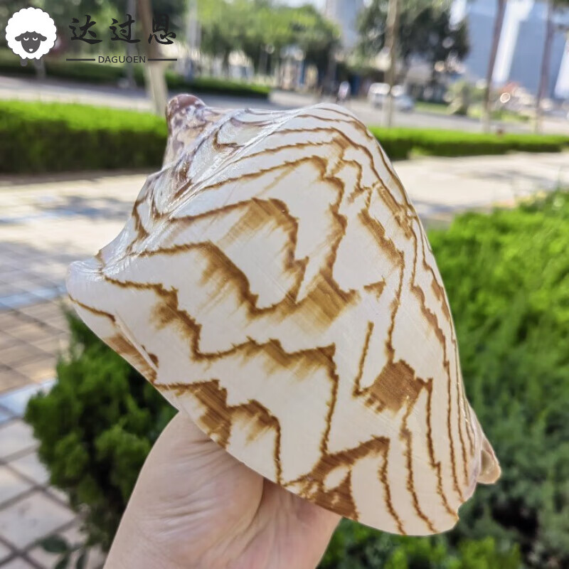 天然超大真海螺摆件 特大山水螺天然贝壳海螺风景螺15-17cm家居装 特