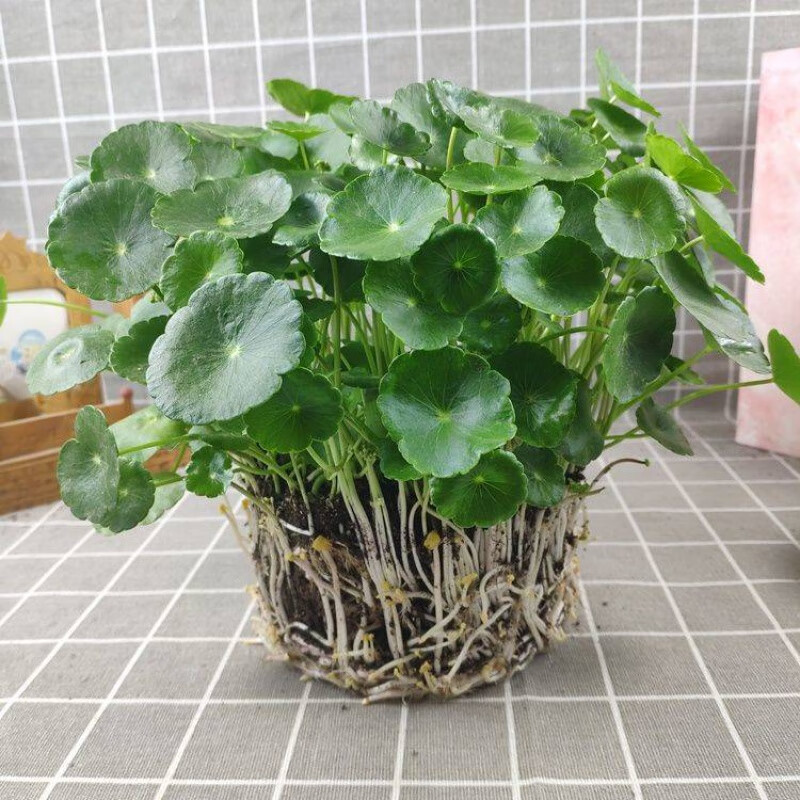 mppmck铜钱草盆栽四带叶桌季土面盆栽根茎水养培水培大叶铜钱草 大叶