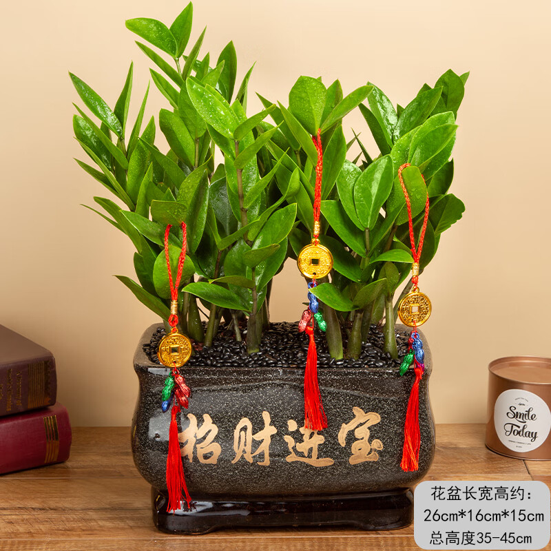 嘆為觀止金錢樹盆栽植物室內(nèi)客廳大棵盆景花卉好養(yǎng)喬遷開業(yè)送禮辦公室綠植 大號金錢樹 烏金進(jìn)寶 帶盆栽好