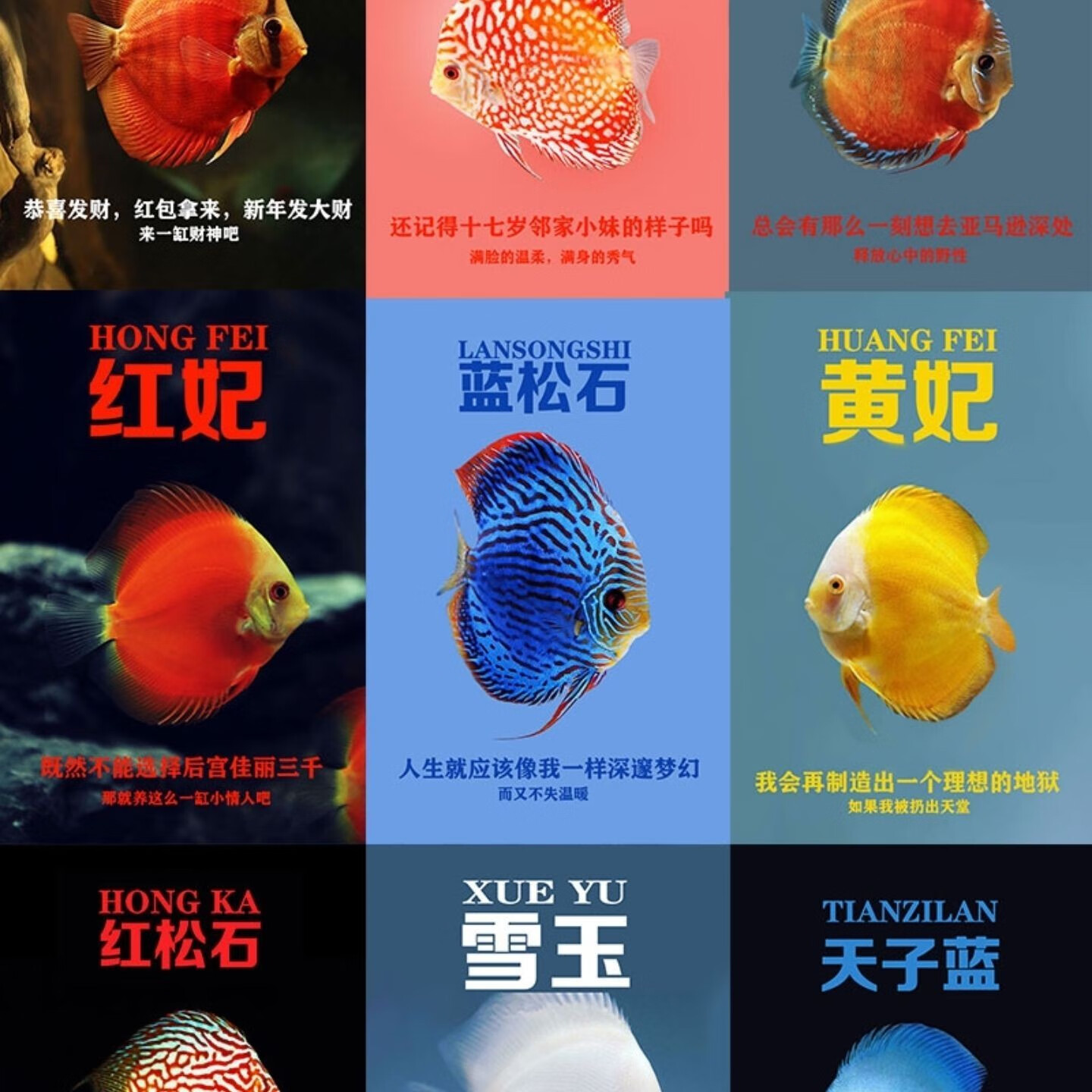 七彩神仙鱼热带鱼淡水鱼观赏鱼鱼鸽子财神红卡2-10厘米 2-3厘米豪华