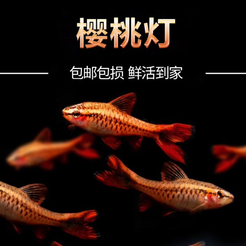 5cm长尾樱桃灯5条 微发色