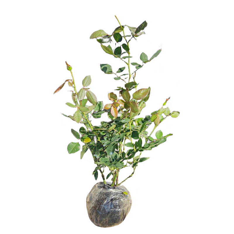 ����Ǿޱ���������¼��������ش�ͥԺ�ٱ�ֲ�ﻨ��������̨�ļ����� ���Ů�� ���ش��硿��1.6������ 47.92Ԫ