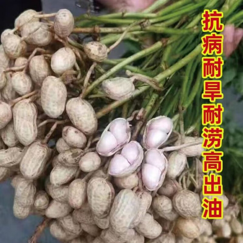 豫花40花生种子农科院新品种原种带壳晒干丰产薄皮早熟优选花生种 豫