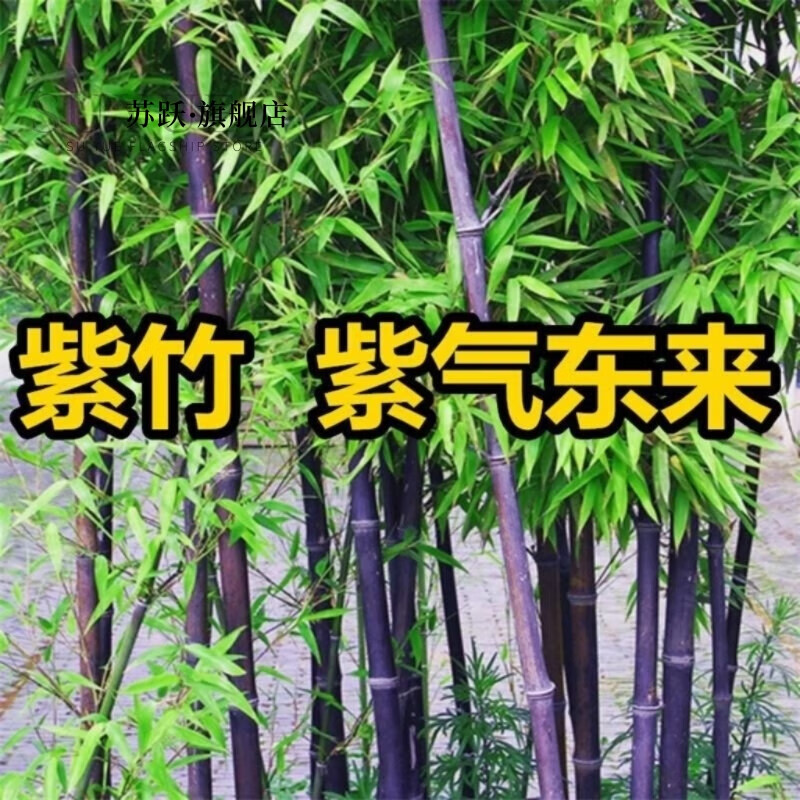 苏跃竹子树苗庭院绿化景观竹苗四季常青紫竹盆栽竹子树苗北方耐寒植物