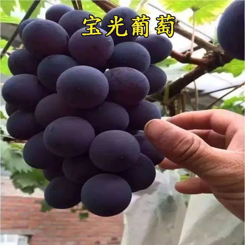 葡萄苗种 宝光葡萄 特高产葡萄树苗 味香甜 南北方种植果树苗 2年苗