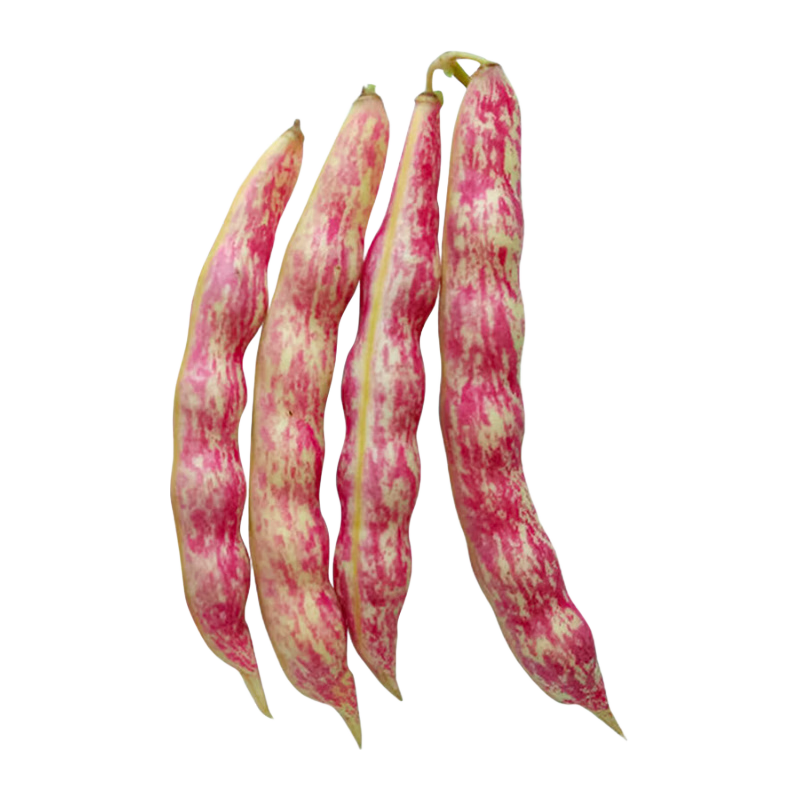 壽禾 四季豆種子蕓豆黃金鉤豆角架豆菜豆蔬菜種孑冬春季種籽菜籽 摘不敗九粒紅種子30gx2包