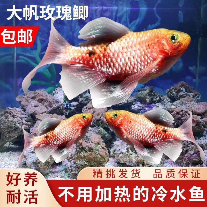 大帆玫瑰鯽原生冷水小金魚鉆石彩虹鯽耐養(yǎng)小型好養(yǎng)易活小型觀賞魚 長尾大帆玫瑰鯽4-5厘米6條