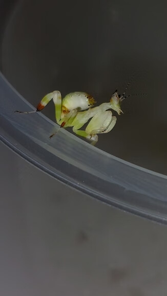 华大刀螳螂圆盾螳螂兰花幽灵广斧宠物卵夹虫 黄花螳螂二龄幼体