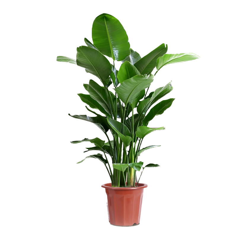雙盟天堂鳥大型植物客廳綠植盆栽辦公室內(nèi)鶴望蘭好養(yǎng)落地網(wǎng)紅源頭直發(fā)