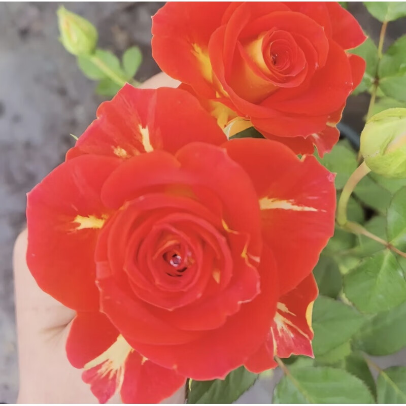 墨薰槿[二乔魅惑双鱼座]云南鲜花一枝多头抗病性强盆栽月季阳台庭院