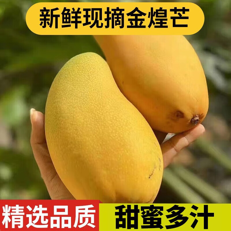 良知农哥海南金煌芒 现摘芒果 当季芒果礼盒装 5斤 大果(单果8两-1.