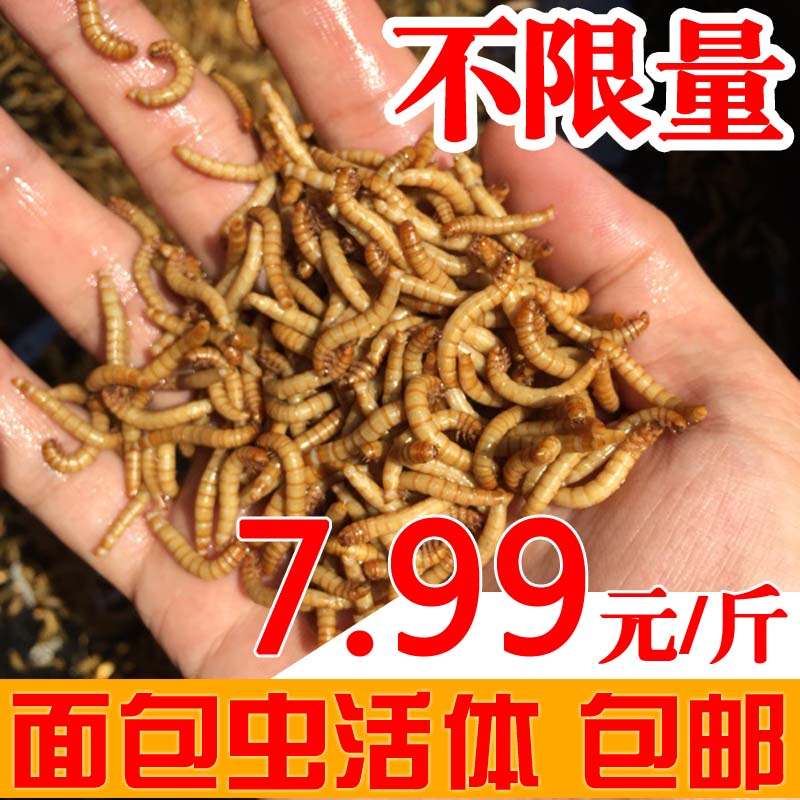 虹弦见黄粉虫面包虫活体 活虫鲜活虫种虫 鸟食鱼食活体仓鼠乌龟饲料