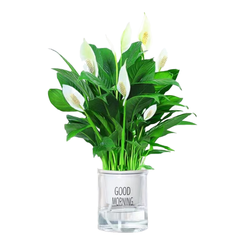 ���ڲ����������������һ����˳��ֲ���Ի������ں��� С����+�簲�� Դͷֱ�� 15Ԫ