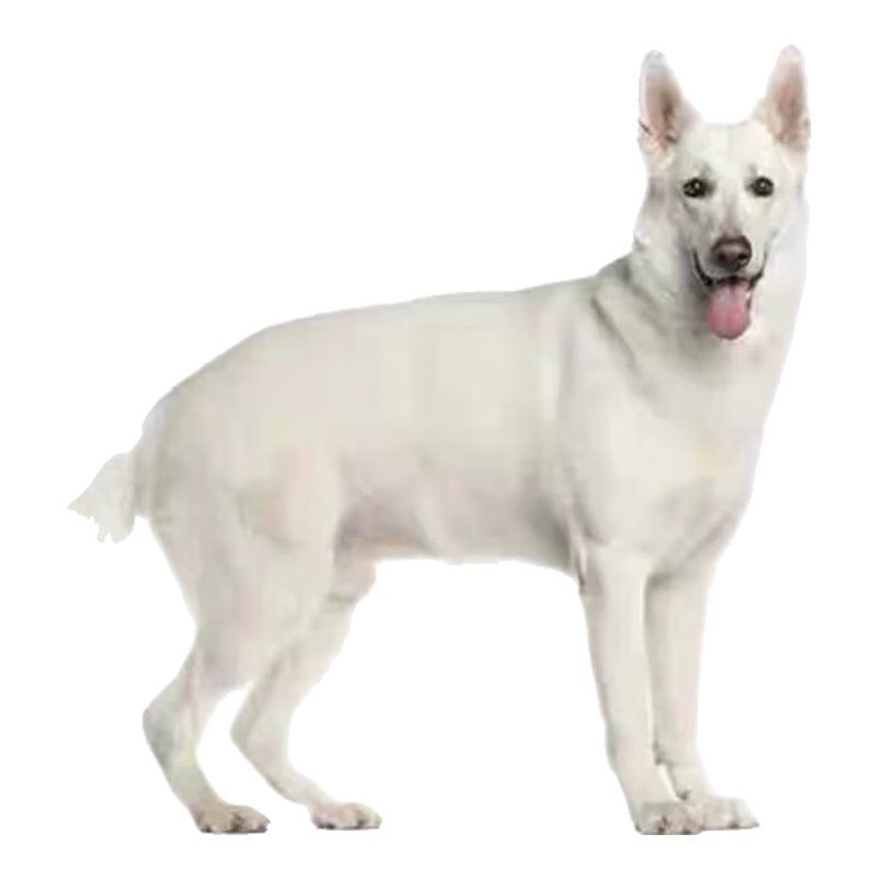 帅帅名宠北京犬舍【健康保障】纯种斑点狗幼犬  影视明星犬 温顺可爱 宠物级
