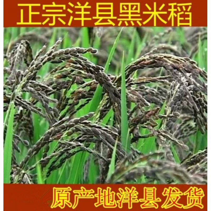 花如嫣正宗洋县黑稻谷黑糯米种子水稻高产种子500克黑米稻种子 黑水稻