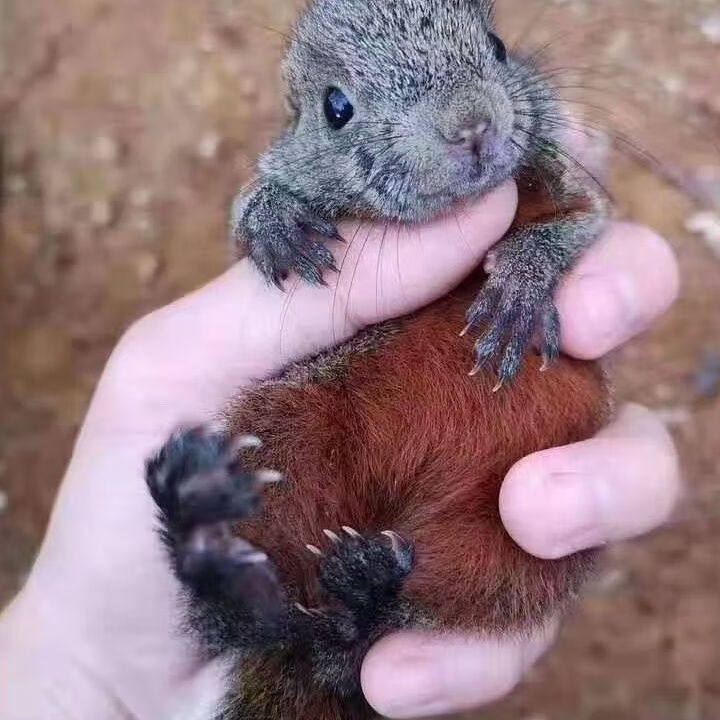 温顺龙猫幼崽宠物小龙猫养殖场直供 小红腹宠物