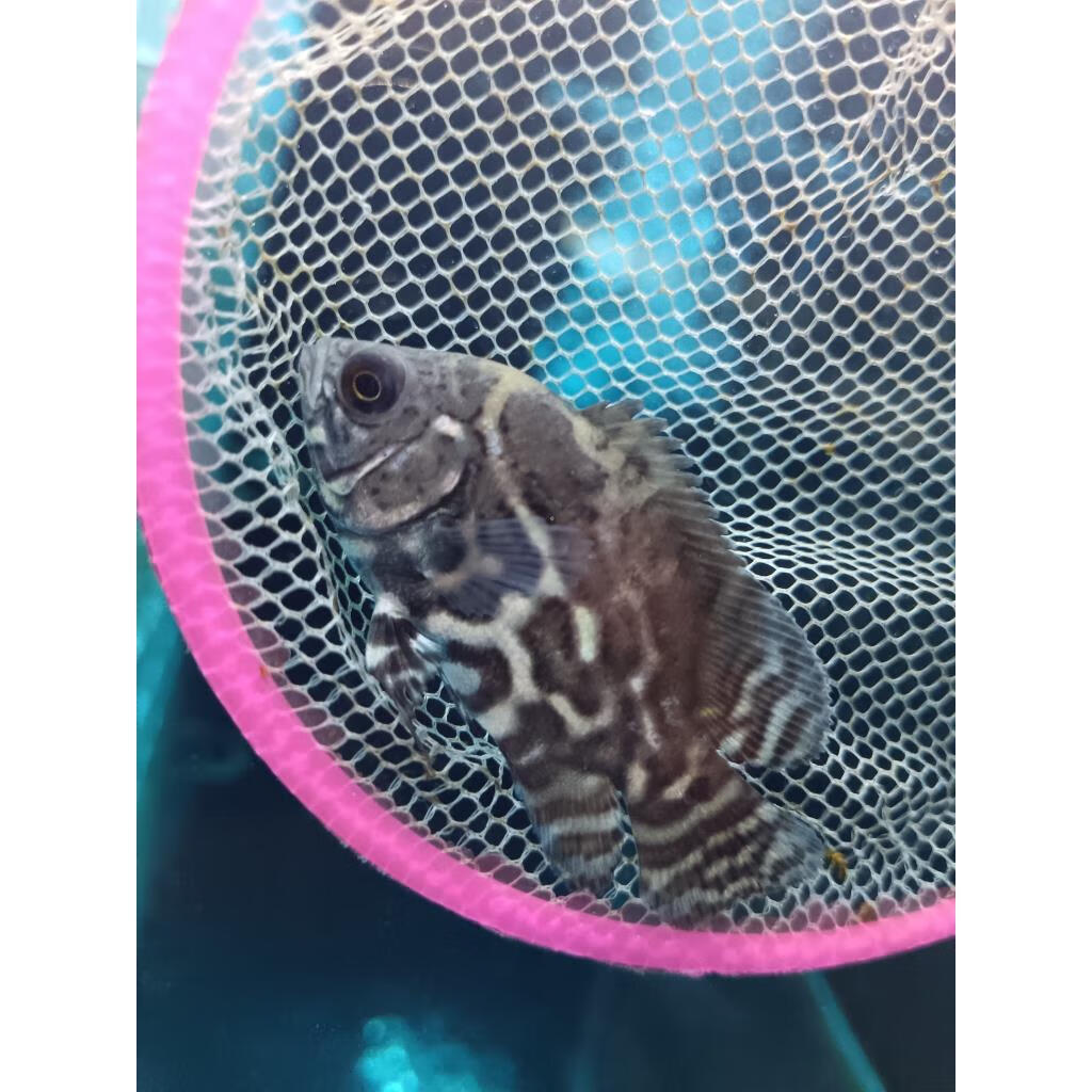 七星奥利诺科地图鱼野图花猪奥图鱼大黄蜂野图热带活体观赏鱼 七星