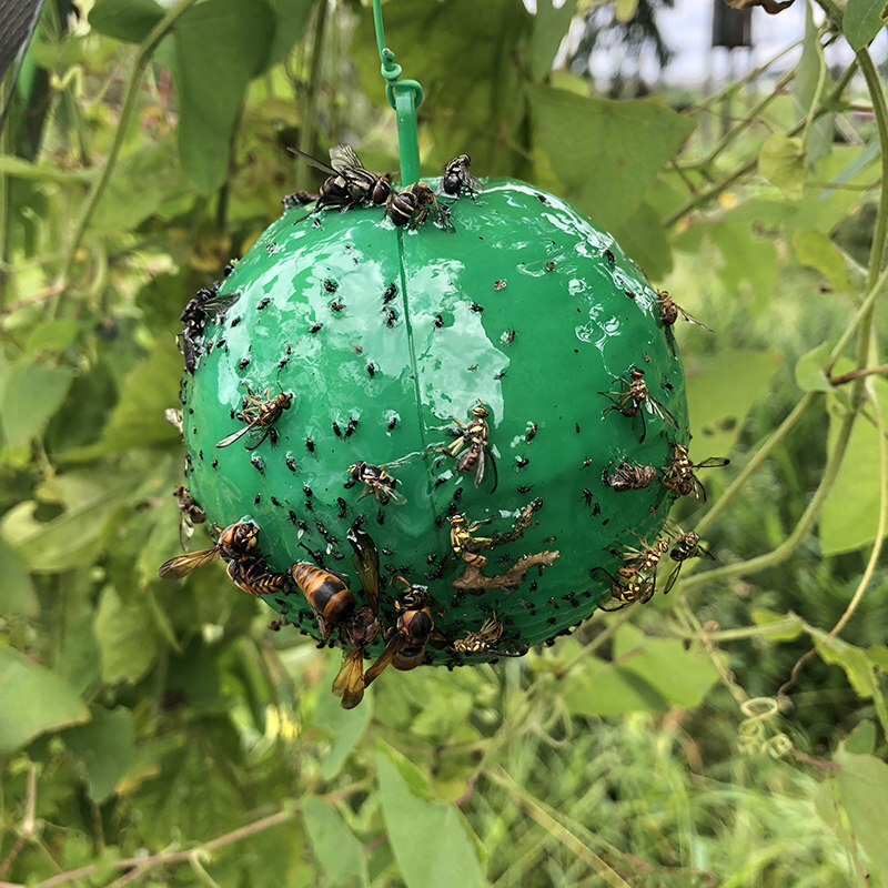 桔小实蝇柑橘大实蝇瓜果实蝇粘虫球果蝇针蜂捕器 新款绿色10个