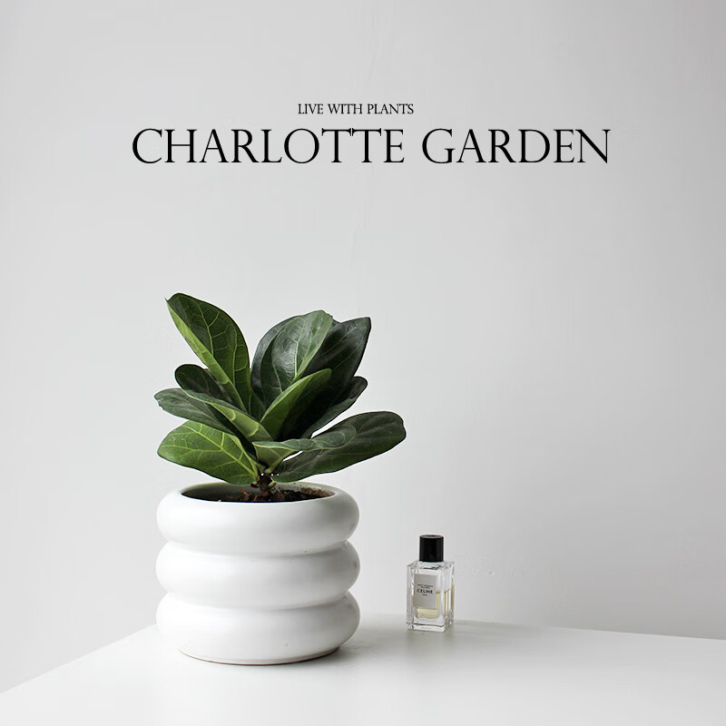 琴叶榕  客厅卧室吸甲醛植物  北欧风网红绿植 盆栽 必比登:琴叶榕 含