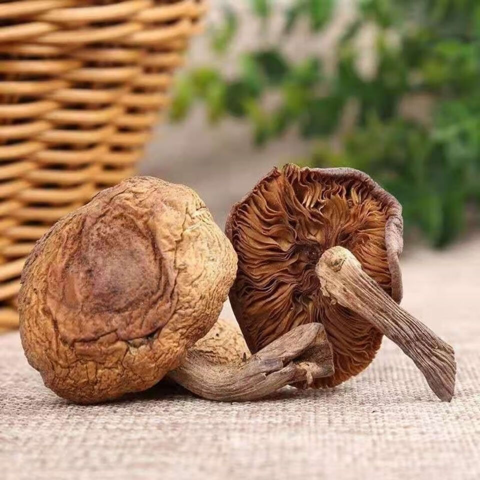 爱唯购2024东北特产野生榛蘑丁干货小鸡炖蘑菇长白山臻蘑非特级无根新