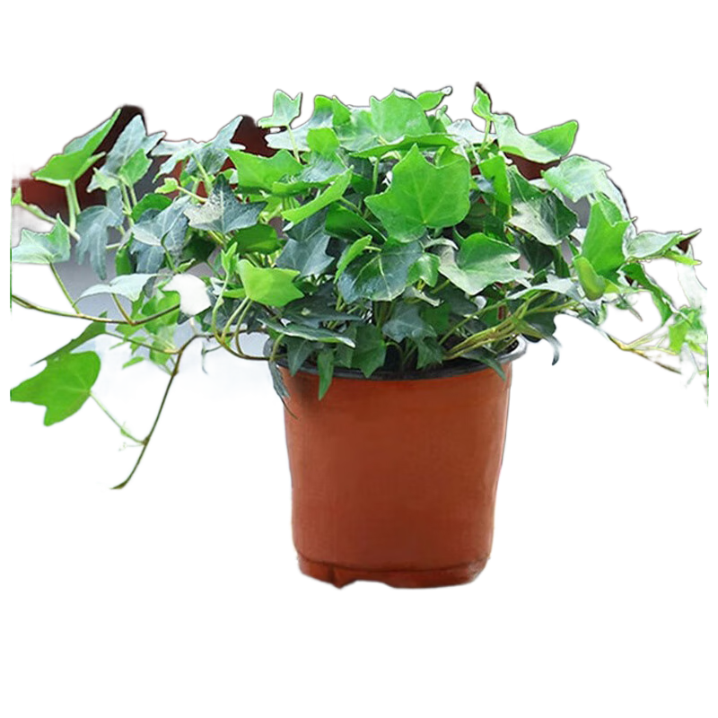 ���ڲ��������ų������������ٵ�������ֲ�ﶬ����̨�����ļ���������ȩ�����ֲ ������110#