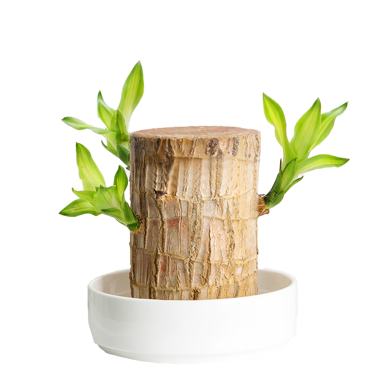 ֲ��ֲŮ����ľ���Դ�ѿ�ɿ������˰͵�ľ��ˮ��ֲ���³����ľԴͷֱ�� 19.9Ԫ