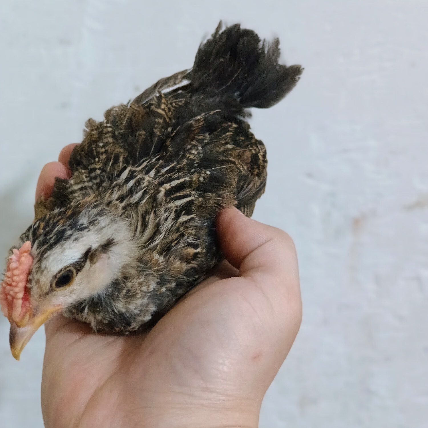 纯种鹊山鸡苗活体小鸡苗顺丰包活到家 纯种半斤左右 一只价格  6只起